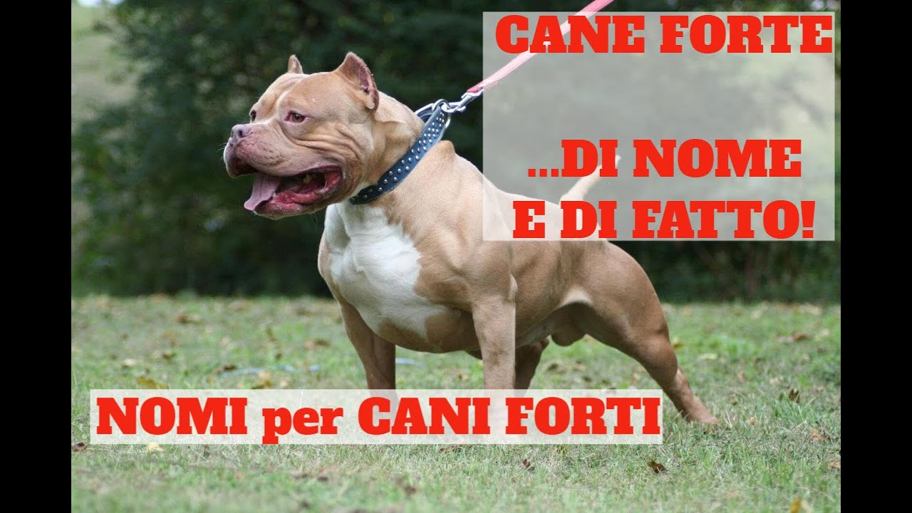 Pitbull femmina i nomi più audaci e affascinanti per la tua compagna a quattro zampe Pitbull femmina i nomi più audaci e affascinanti per la tua compagna a quattro zampe