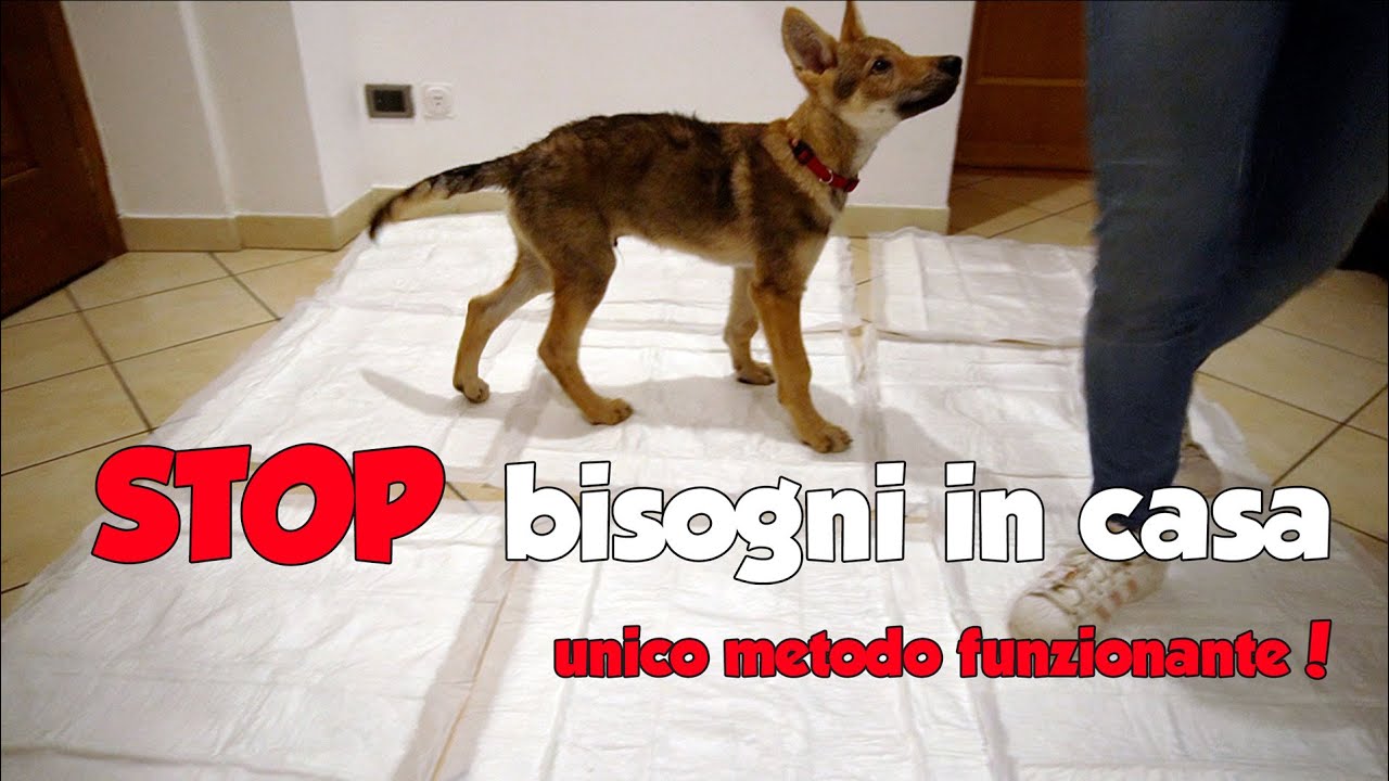 Sognare di trovare cacca di cane in casa come gestire e prevenire il