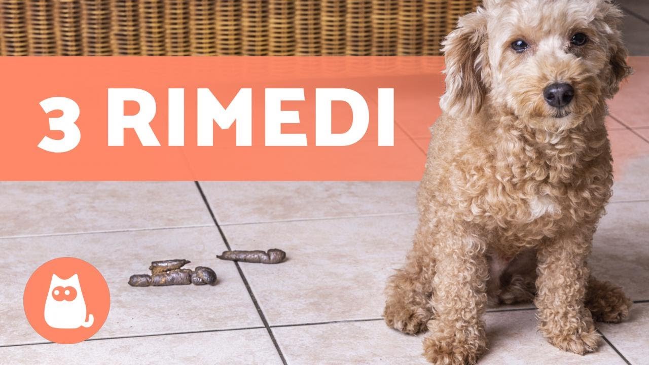 Come porre fine al problema del cane che fa la cacca in casa di notte