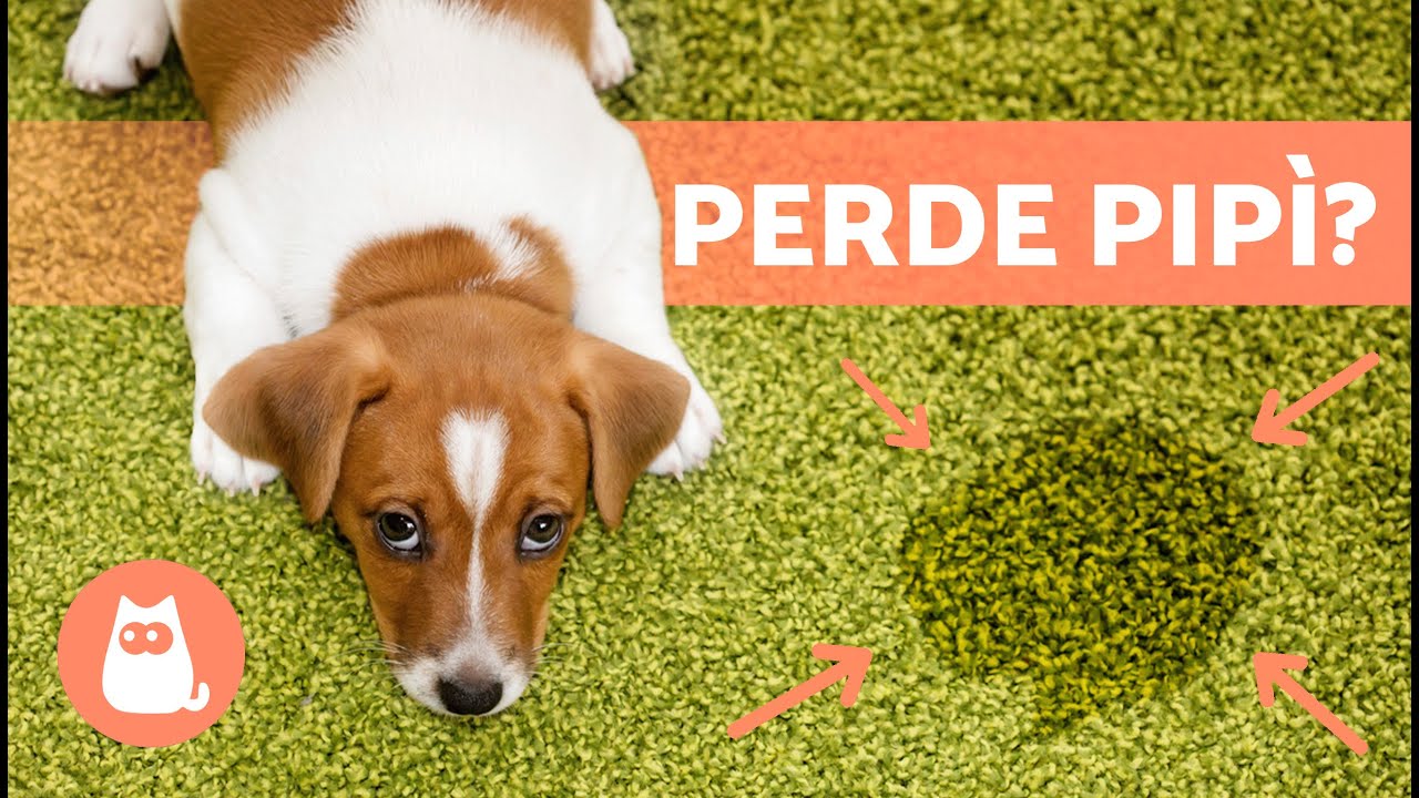 Fascia Per Pancia Cani Maschi - Soluzione Pratica Per Incontinenza Urinaria | Taglie XS A XXL - Foto 9