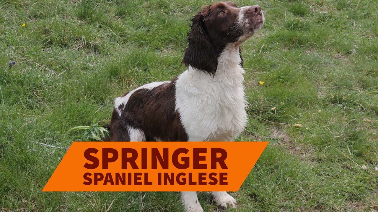 Svelati i Segreti dei Cani Springer: Scopri tutto sul loro ...