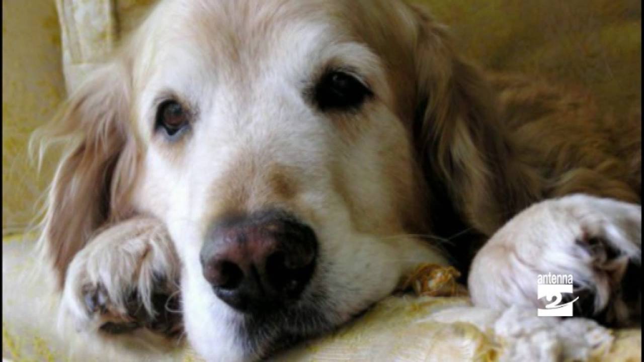 Il cane vecchio gira in tondo un'analisi dell'anzianità nel