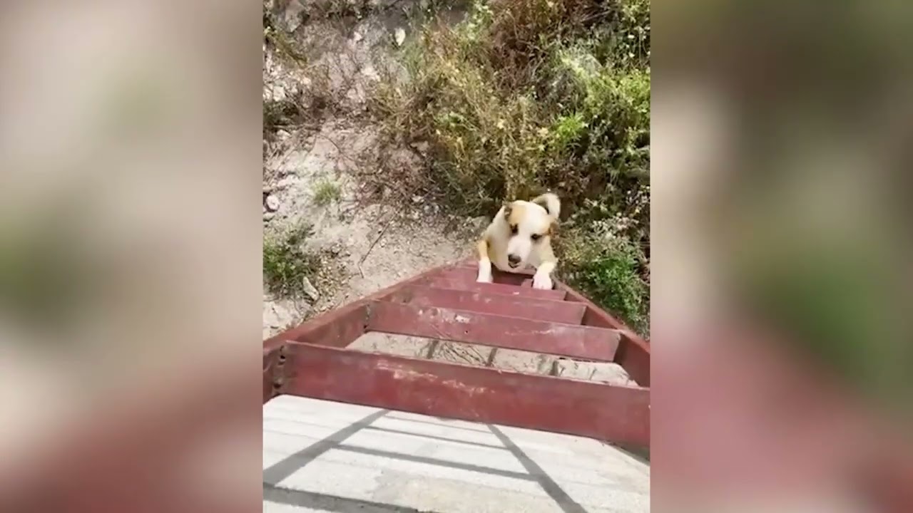 STATUETTA TESTA CANE Bobbing Testa Cucciolo Resina Giocattolo Casa - Foto 5