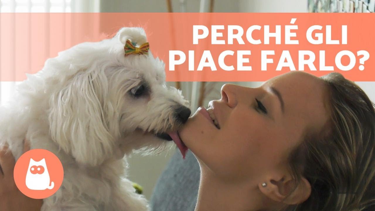 Cosa significa quando il tuo cane lecca le orecchie Actualizado